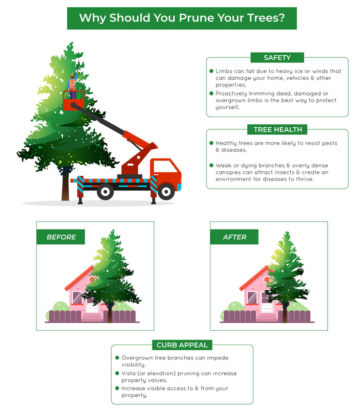 Why You Should Prune / Trim Your Tree